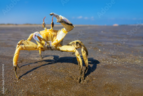 Red Sea ghost crab (Ocypode saratan) in an attack pose on a photographer. Bright Claw as a threat releaser, aggressive behavior. Gulf of Oman, Arabian Sea