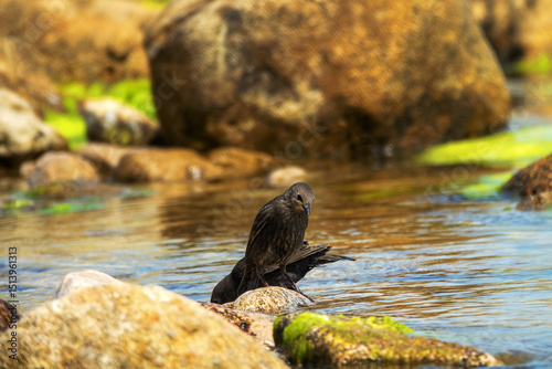 Example of acquisition by trial and error (cut and try). Young inexperienced starlings try to drink salt water and bathe in sea. They spit out water and unsuccessfully clean salty feathers. Series