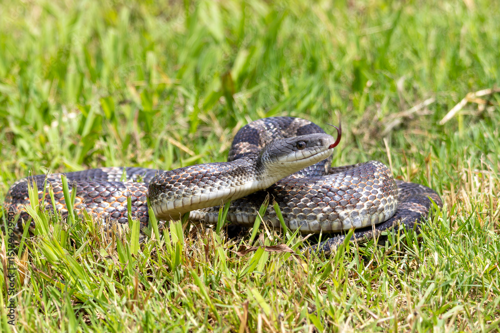 Naklejka premium Coiled Snake