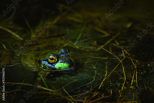 Amphibian - frog portrait in a pond