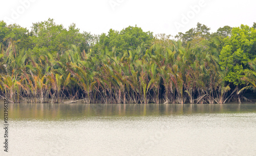 Fototapeta Naklejka Na Ścianę i Meble -  Typical nipa palm (Nipa fruticans).this photo was taken from Sundarbans National Park, Bangladesh.	