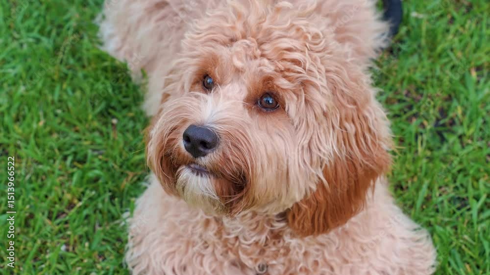Cute Curly brown dog of the breed Labradoodle or Cavapoo seats on the grass. Cute Curly brown dog of the breed Labradoodle or Cavapoo seats on the grass.