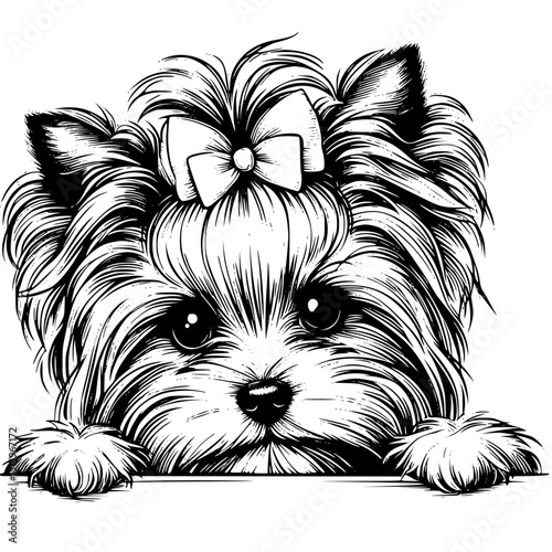 Yorkshire Terrier Peeking Dog Vector Illustration Isolated on White