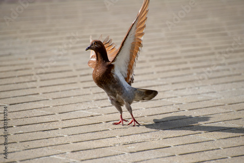 a brown homing pigeon spread its wings