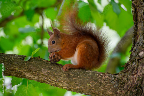 squirrel on a tree branch eating nut