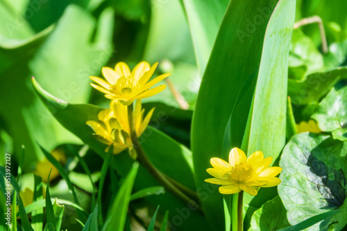 Spring pilewort (Ficaria verna), celandine (Ranunculus vernus) flower bud, brood bud, poisonous (saponins, prussic acid), honey, medicinal plant for scurvy in Crimea. Village on shore of Sea of Azov