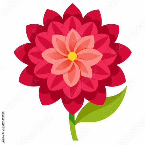 dahlia flower isolated on white
