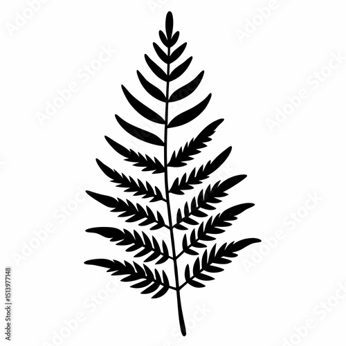 fern leaves isolated on white