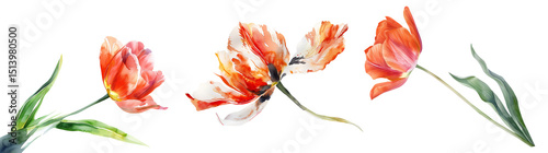 Set of flower, Tulip in watercolor style isolated on a transparent background.