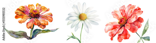 Set of flower, Zinnia and Daisy in watercolor style isolated on a transparent background.