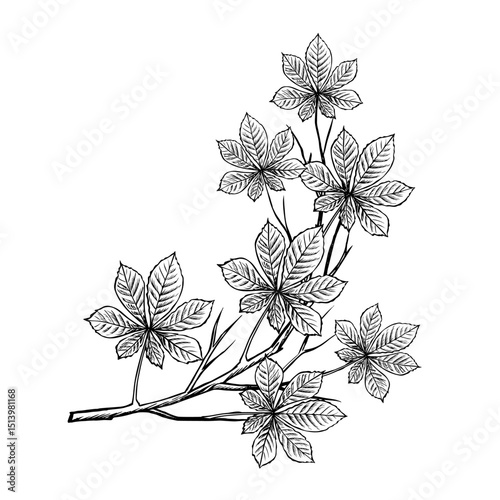 A chestnut branch. Vector graphics. Black and white hand-drawn illustration. On a white background. Great for stickers, banners, posters and packaging, postcards and labels, prints and more.