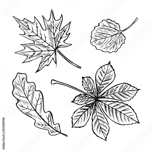 A set of leaves from different trees, maple, oak, chestnut and aspen leaves. Vector graphics. Black and white hand-drawn illustration. On a white background. For stickers, packaging, postcards, labels