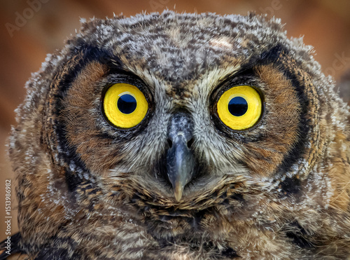 Great horned owl portrait