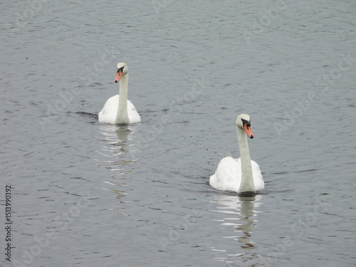Fototapeta Naklejka Na Ścianę i Meble -  A pair of mute swans swimming within the wetland waters of the Bombay Hook National Wildlife Refuge, Kent County, Delaware.