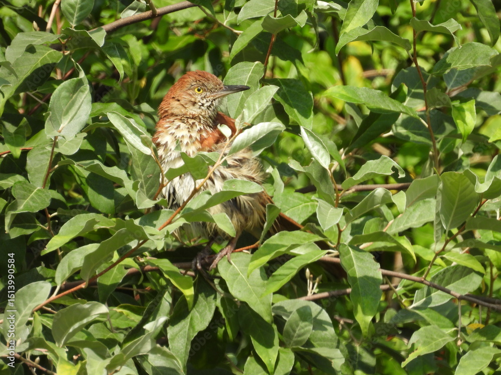 Fototapeta premium A brown thrasher perched in a bush within the wetlands of the Bombay Hook National Wildlife Refuge, Kent County, Delaware