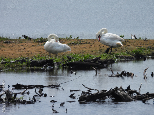 Fototapeta Naklejka Na Ścianę i Meble -  A pair of mute swans living within the wetlands of the Bombay Hook National Wildlife Refuge, Kent county, Delaware.  