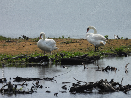 Fototapeta Naklejka Na Ścianę i Meble -  A pair of mute swans living within the wetlands of the Bombay Hook National Wildlife Refuge, Kent county, Delaware.  