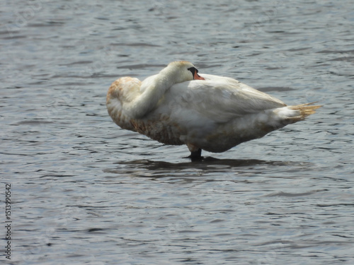 Fototapeta Naklejka Na Ścianę i Meble -  Mute swan relaxing within the wetland waters of the Bombay Hook National Wildlife Refuge, Kent County, Delaware.  
