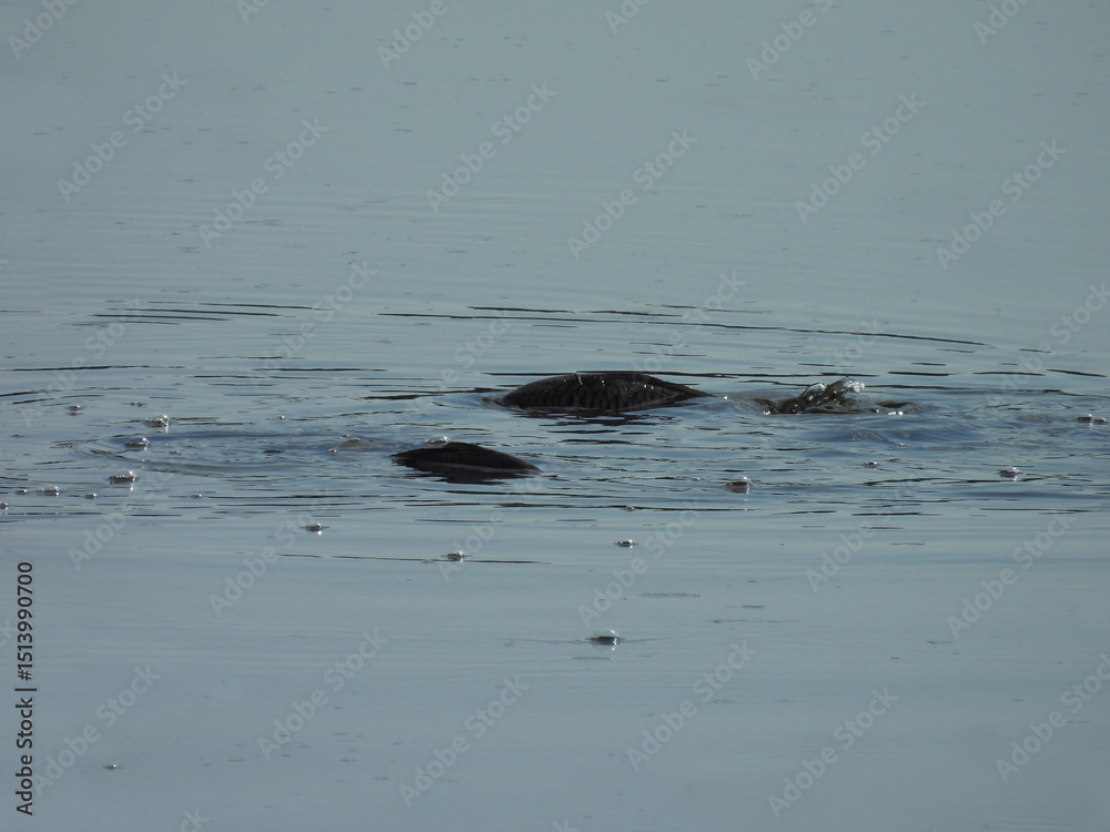 A pair of carp, fish, spawning within the wetland waters of the Bombay Hook National Wildlife Refuge, Kent County, Delaware. A pair of carp, fish, spawning within the wetland waters of the Bombay Hook National Wildlife Refuge, Kent County, Delaware.