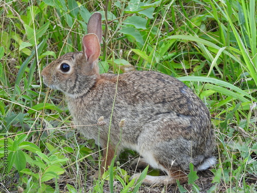 Eastern cottontail rabbit, living within the wetlands of the Bombay Hook National Wildlife Refuge, Kent County, Delaware.