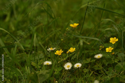 Fototapeta Naklejka Na Ścianę i Meble -  field of dandelions