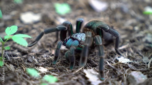 Iridescent Greenbottle Blue Tarantula Walking on Forest Floor Video photo