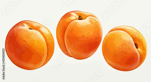Three Ripe Apricots Are Depicted In A Watercolor Vector Illustration Showcasing Their Vibrant Orange Hues And Soft Textures On A Plain White Background