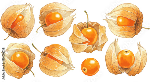 Watercolor Illustration Showcases Vibrant Cape Gooseberries Rendered In A Delicate And Detailed Style With Warm Orange Hues Against A Clean White Backdrop