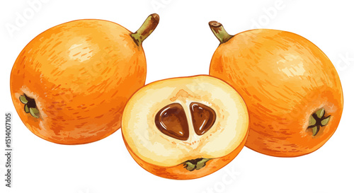 Watercolor Vector Painting Of Fresh Loquats With A Vibrant Orange Hue One Fruit Sliced In Half Revealing Two Seeds Creating A Bright And Organic Composition