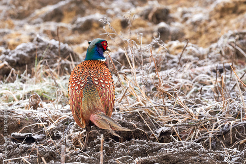 Common pheasant male in natural habitat (Phasianus colchicus)