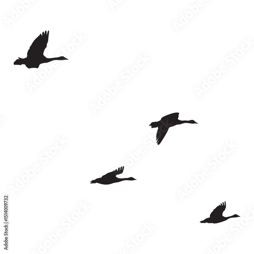 Silhouette of Four Flying Birds Isolated on White Background