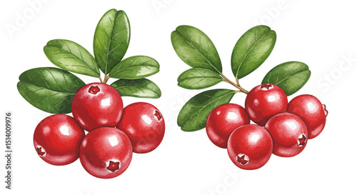 Watercolor Illustration Showcasing Two Vibrant Clusters Of Red Cranberries With Verdant Leaves On A Clean White Backdrop Exuding Freshness And Natural Beauty
