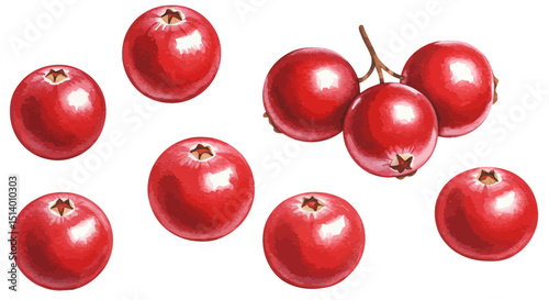 Watercolor Illustration Of A Vibrant Arrangement Of Cranberries Some Isolated And Others Clustered Showcasing The Artistic Technique On A White Background