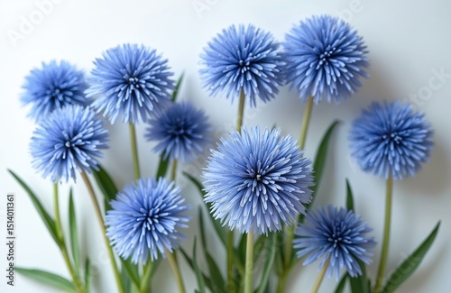 Close-up of eryngium flowers on white background. Blue blooms, botanical beauty, floral arrangement. Modern minimalist design, fresh natural plant for wedding, greeting card, birthday.