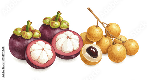 Watercolor Illustration Of Vibrant Mangosteen And Longan Fruits Displays A Delicate And Appetizing Look Showcasing Tropical Freshness And Artistic Detail