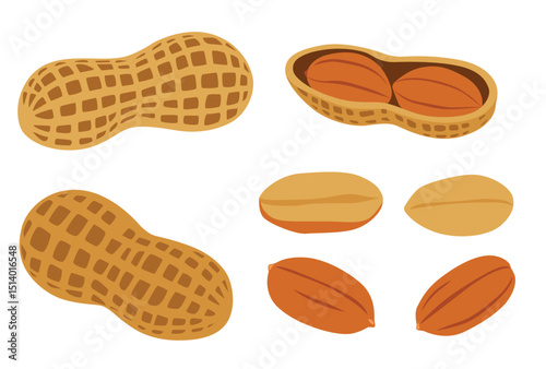 variety of peanuts Raw shelled peanuts of different shapes stand vertically isolated on white background.	