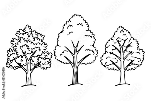 Autumn Leaves of Quercus Palustris Illustration