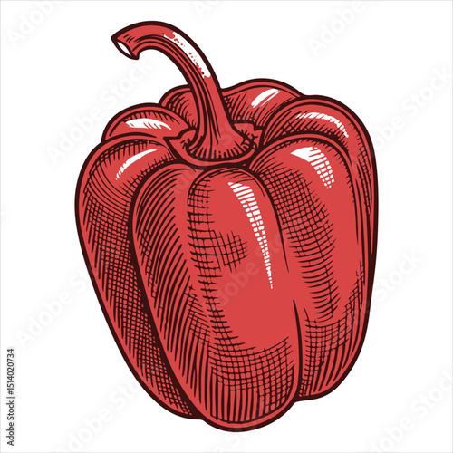 Red sweet pepper paprika  Sketch-style hand-drawn graphic artwork