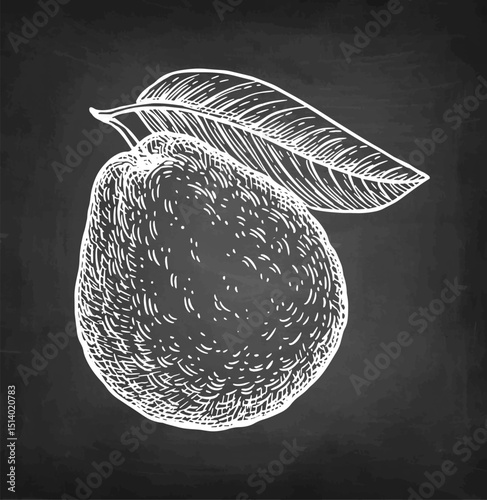 Guava with leaf chalk sketch