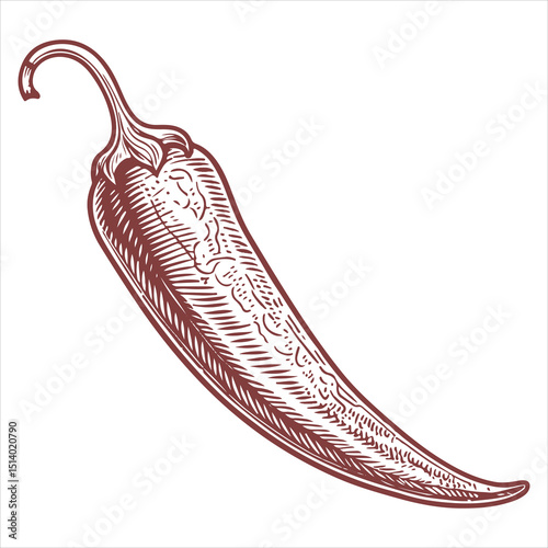 Whole chili peppers, Vintage graphic color, and black illustration engraving is
