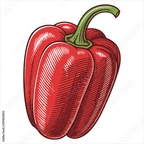 Graphic artwork of a whole red sweet bell pepper vintage engraving
