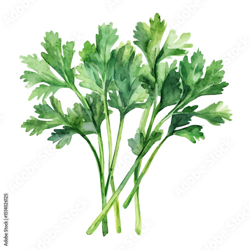My Watercolor illustration, green coriander painting isolated on a white background, illustration, AI painting design, vector illustration set, eps format