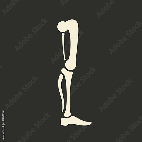 Anatomical skeleton leg illustration in minimalist style on dark background  