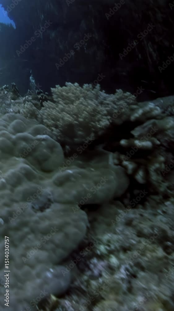 Dive into a mesmerizing underwater world filled with colorful coral landscapes and thriving marine life in the South China Sea, showcasing nature's beauty and underwater diversity at dusk.