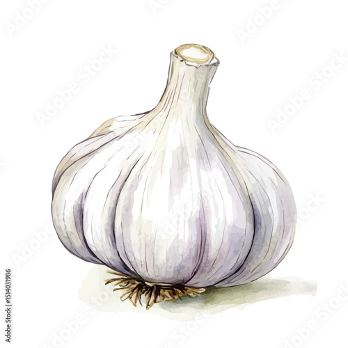 My Watercolor illustration, illustration white garlic painting isolated on a white background, illustration, AI painting design, vector illustration set, eps format	