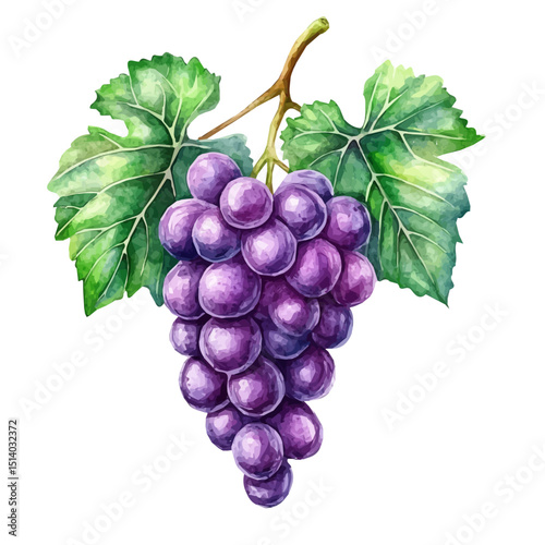My Watercolor illustration, illustration violet grapes painting isolated on a white background, illustration, AI painting design, vector illustration set, eps format	