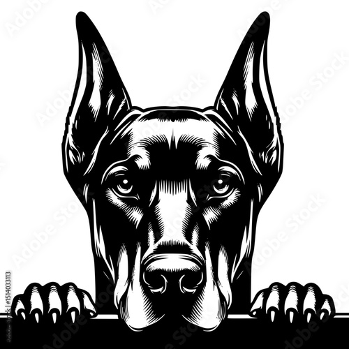 Doberman Pinscher Peeking Dog Vector Illustration Isolated on White