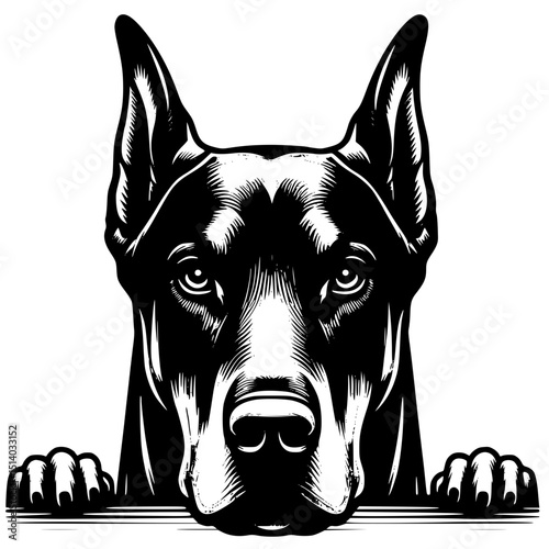 Doberman Pinscher Peeking Dog Vector Illustration Isolated on White