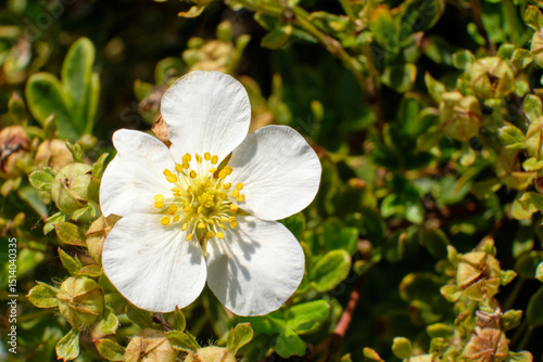 Fototapeta Naklejka Na Ścianę i Meble -  White cinquefoil - flower close-up garden plant