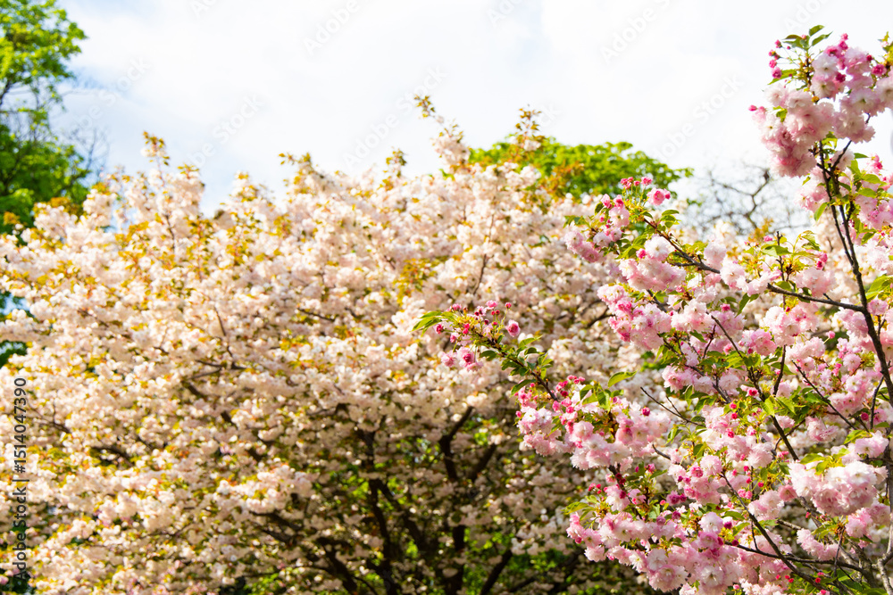 Obraz premium Blooming cherry trees display vibrant colors in a sunny park during springtime